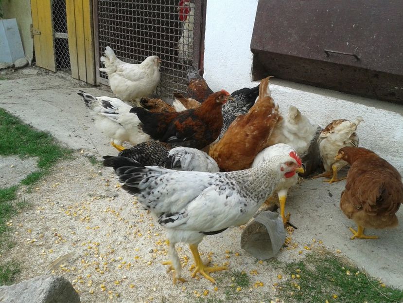  - 05 Gainet 1 august 2016