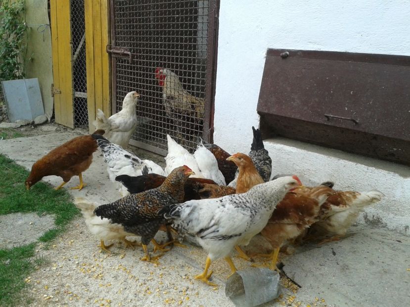  - 05 Gainet 1 august 2016