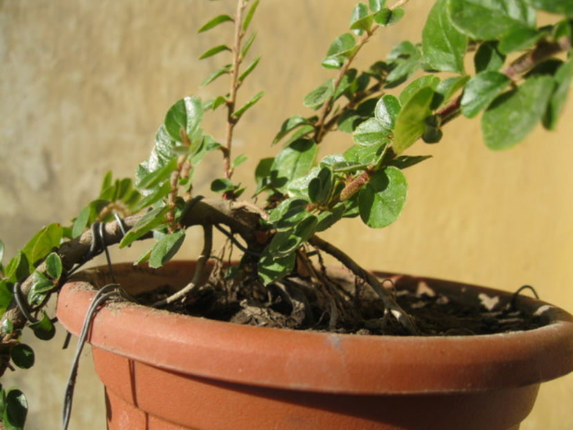 5oct2011 - cotoneaster