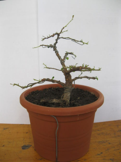 mai2011 - cotoneaster