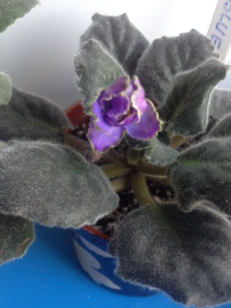 image - violete