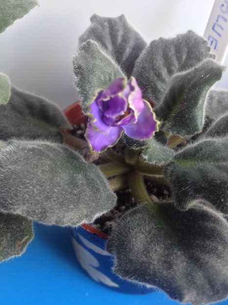 image - violete