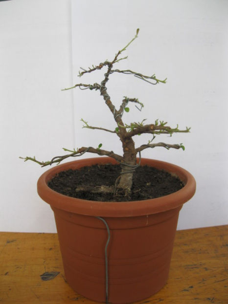 cotoneaster dammeri - Viitori bonsai shohin