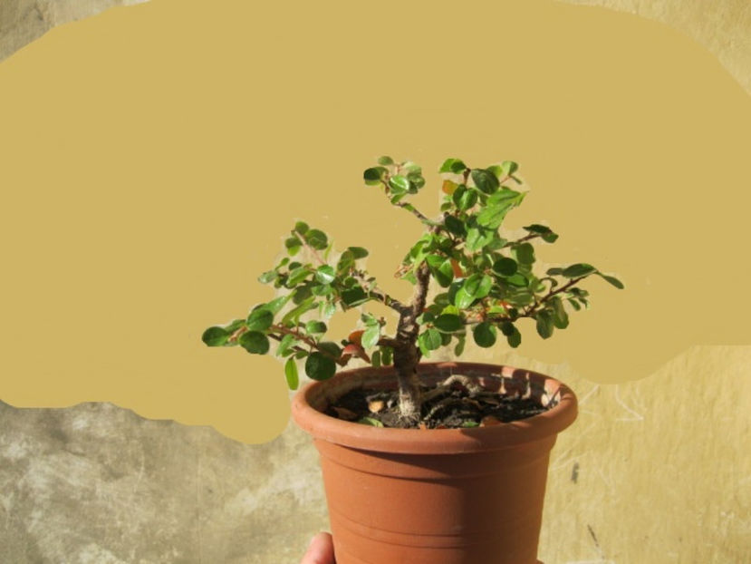 cotoneaster - Viitori bonsai shohin