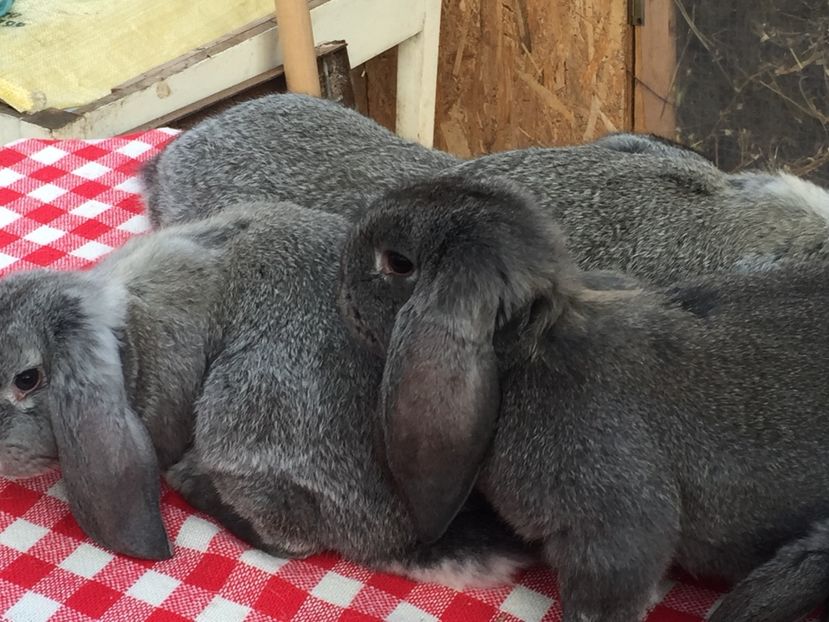 image - Cuib 2 din 23 Ian 2017