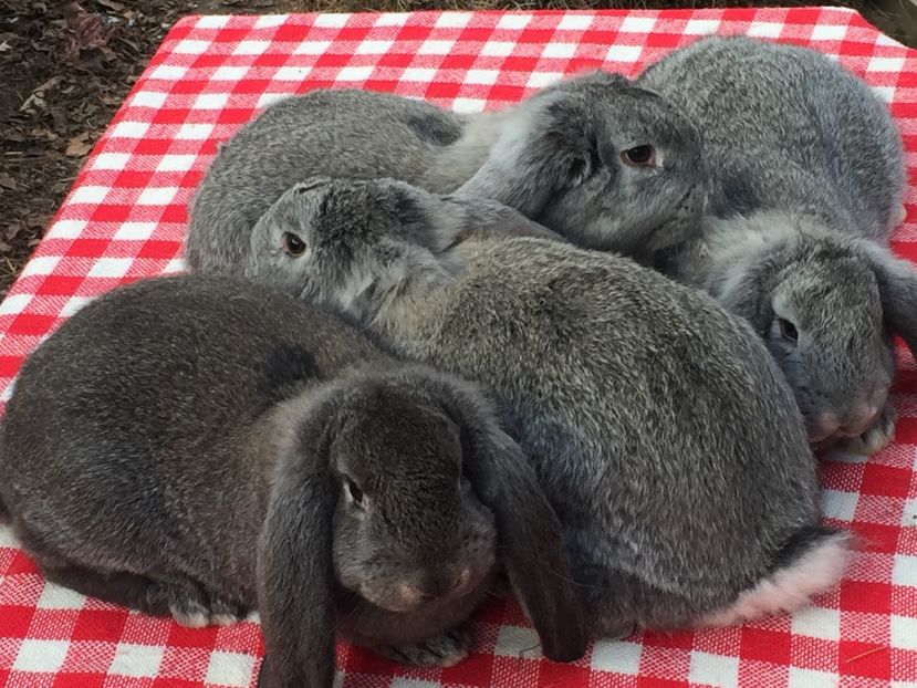 image - Cuib 2 din 23 Ian 2017