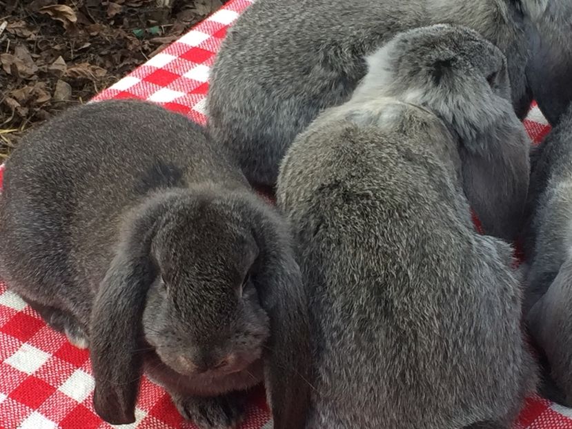 image - Cuib 2 din 23 Ian 2017