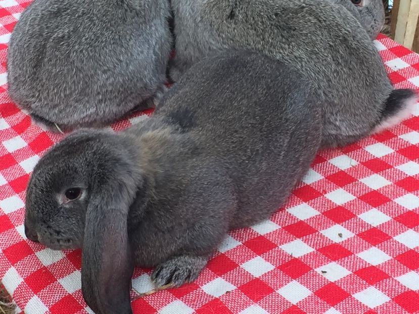 image - Cuib 2 din 23 Ian 2017