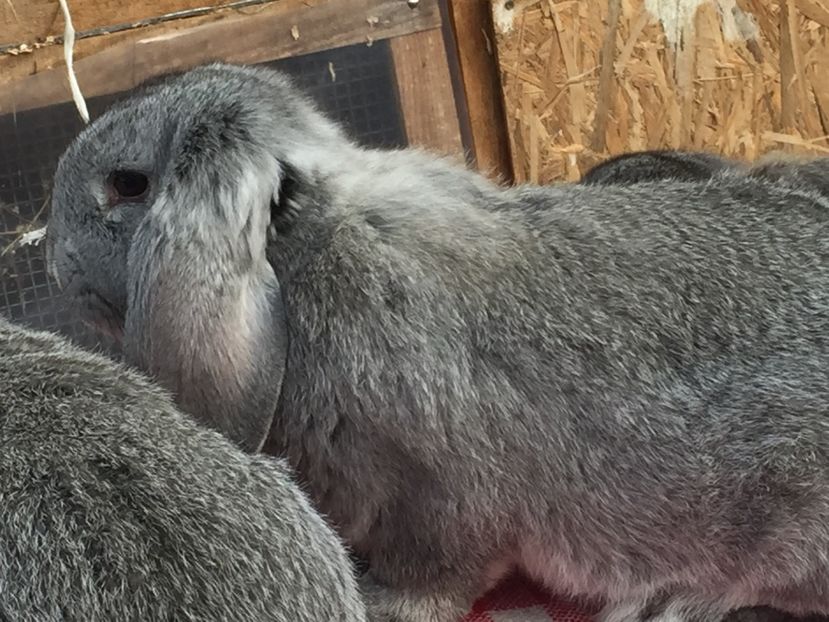 image - Cuib 2 din 23 Ian 2017