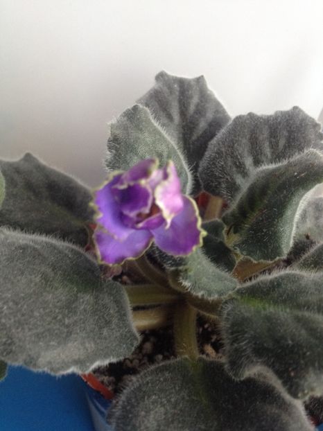 Blue Dragon - Blue Dragon