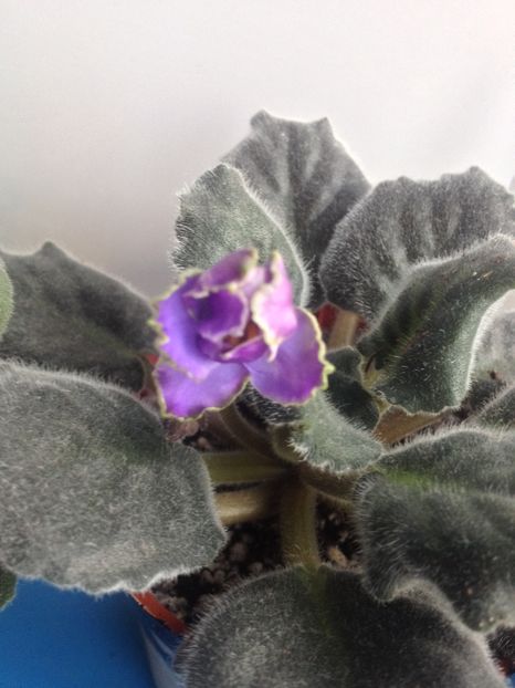 image - violete