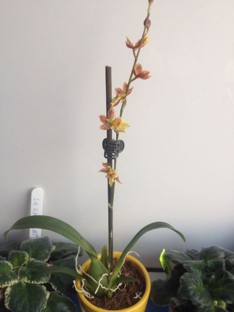 image - Mini Howeara Mini Primi