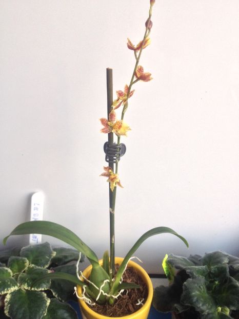 image - Mini Howeara Mini Primi