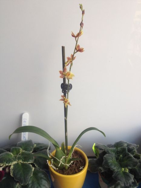 image - Mini Howeara Mini Primi