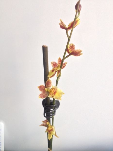 image - Mini Howeara Mini Primi