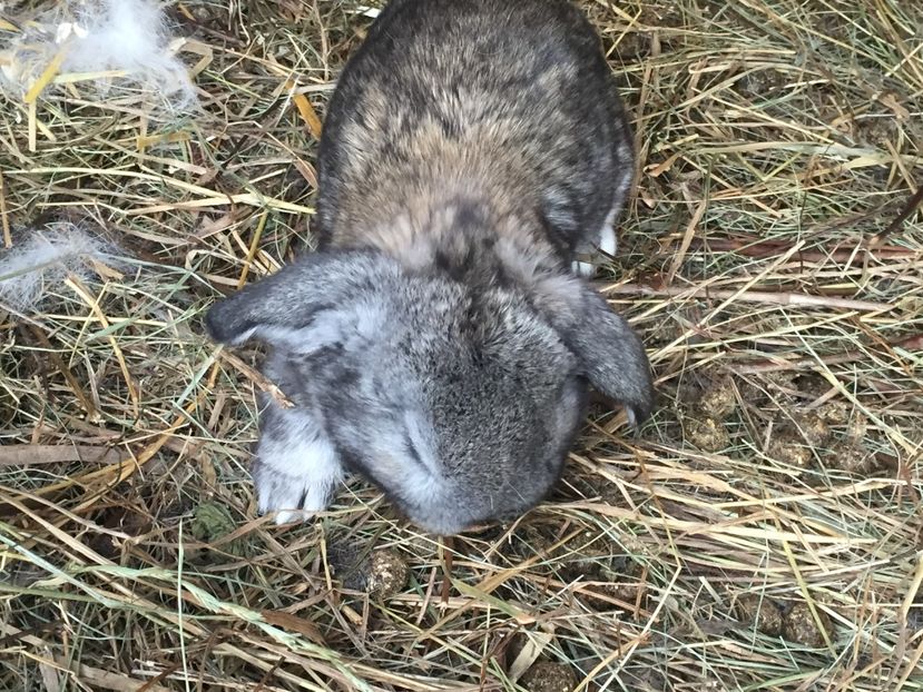 image - Cuib 3 din 4 Mar 2017