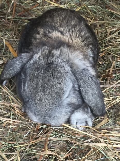 image - Cuib 3 din 4 Mar 2017