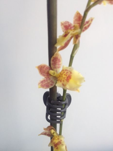 image - Mini Howeara Mini Primi