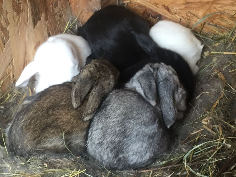 image - Cuib 4 din 6 Mar 2017