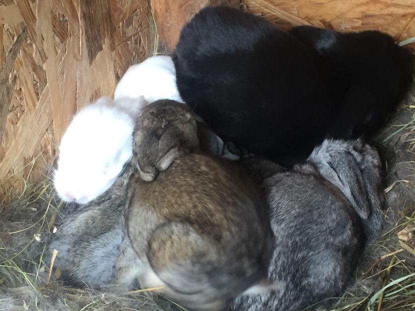 image - Cuib 4 din 6 Mar 2017