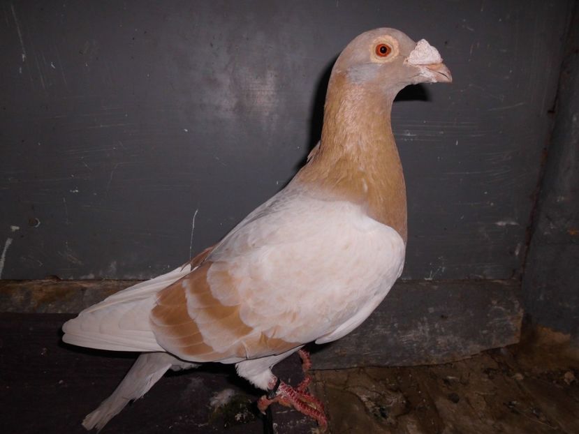 mascul 2015 - voiajori stil vechi 2017