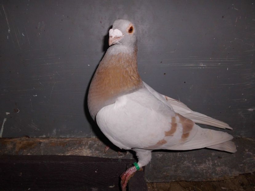 mascul 2016 - voiajori stil vechi 2017