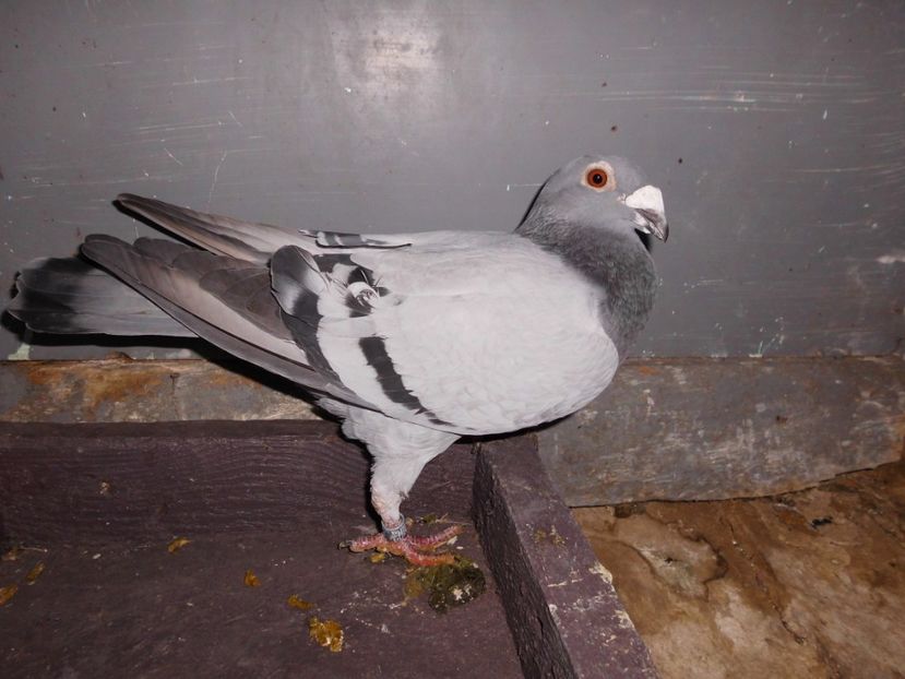 femela 2016 - voiajori stil vechi 2017