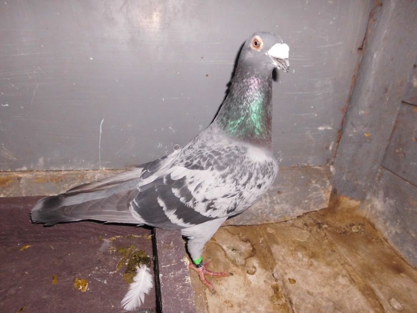 mascul 2015 - voiajori stil vechi 2017