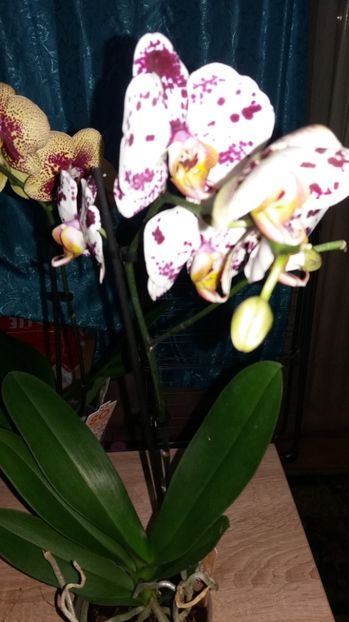 40 lei - Disponibil 2018