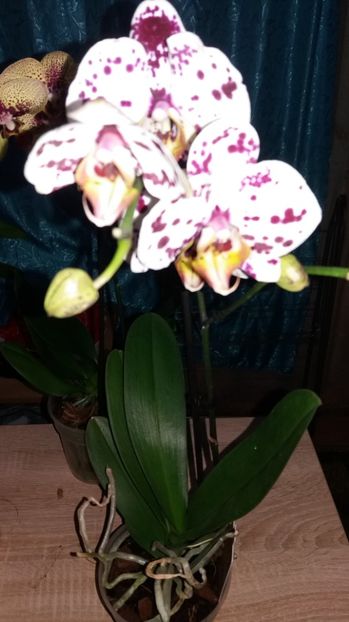 40 lei - Disponibil 2018