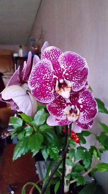 orhidee 2017 - florii