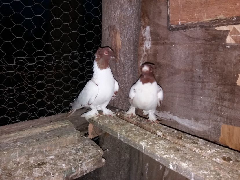  - porumbei de vanzare martie 2017