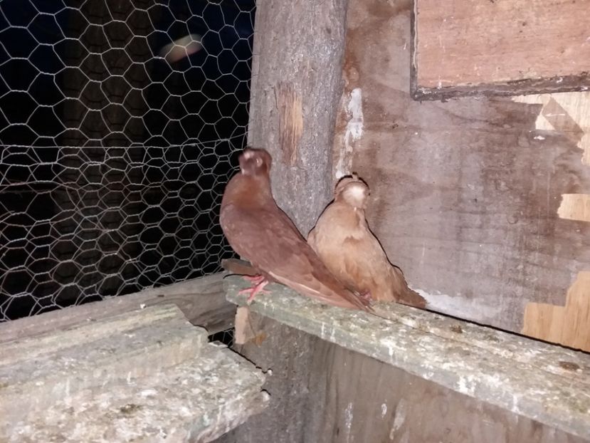  - porumbei de vanzare martie 2017