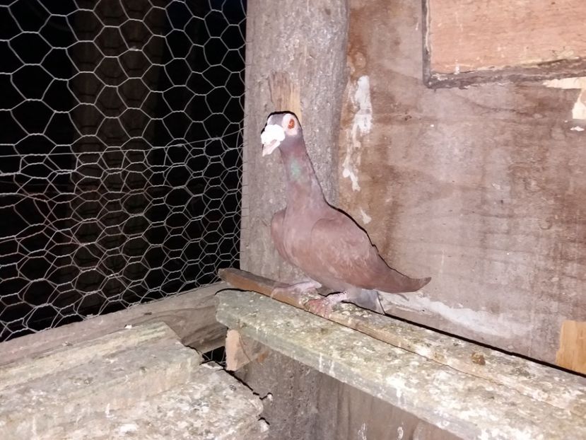  - porumbei de vanzare martie 2017