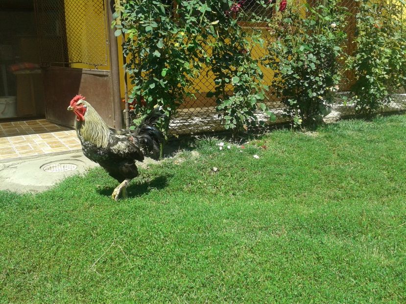  - 06 Gainet 6 august 2016