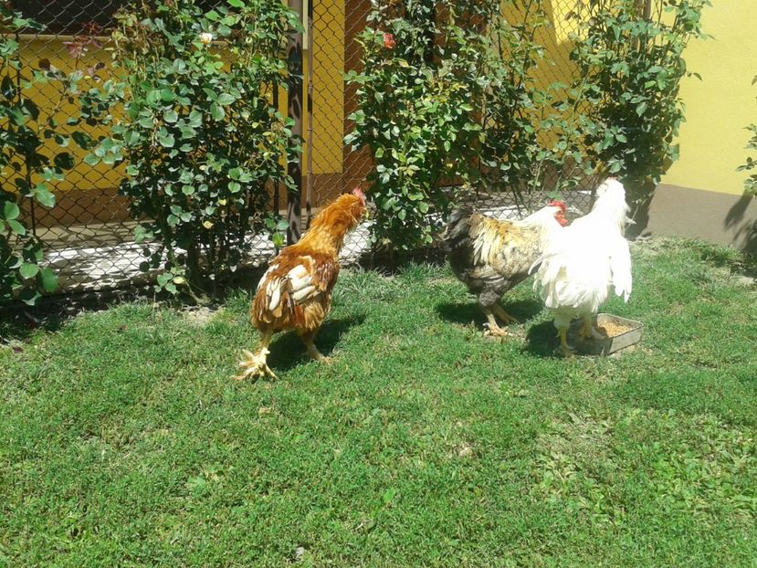  - 06 Gainet 6 august 2016