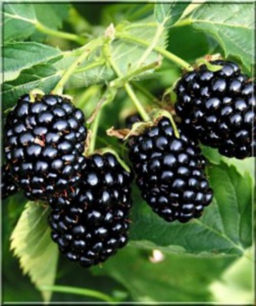 Loch-Ness - Mur Loch Ness