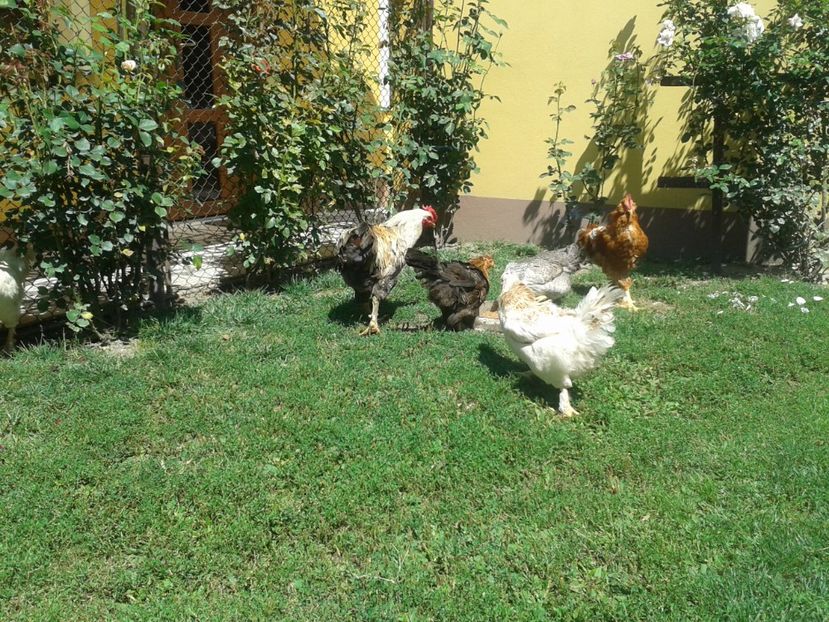  - 06 Gainet 6 august 2016