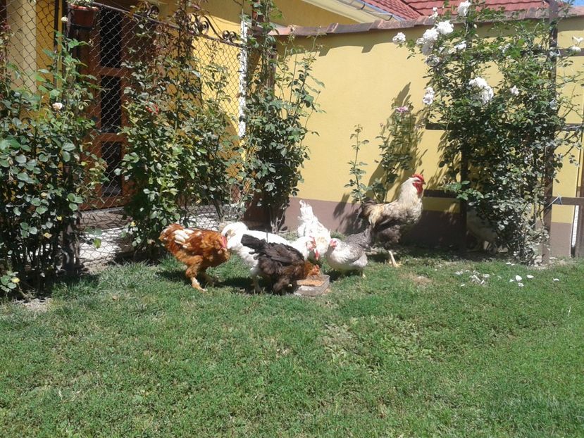  - 06 Gainet 6 august 2016