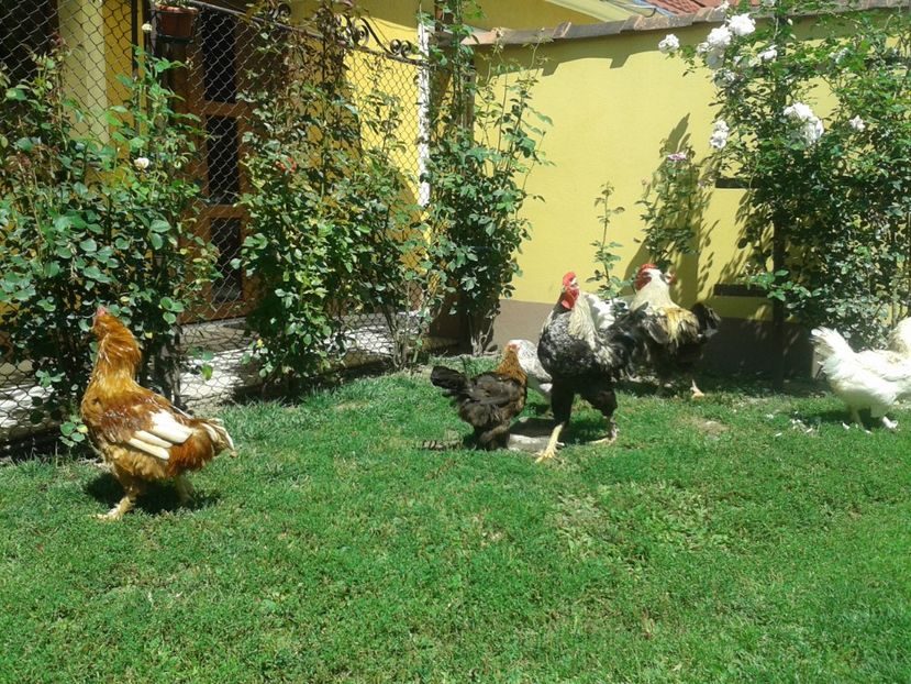  - 06 Gainet 6 august 2016