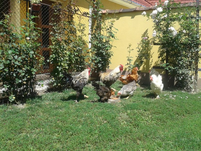  - 06 Gainet 6 august 2016