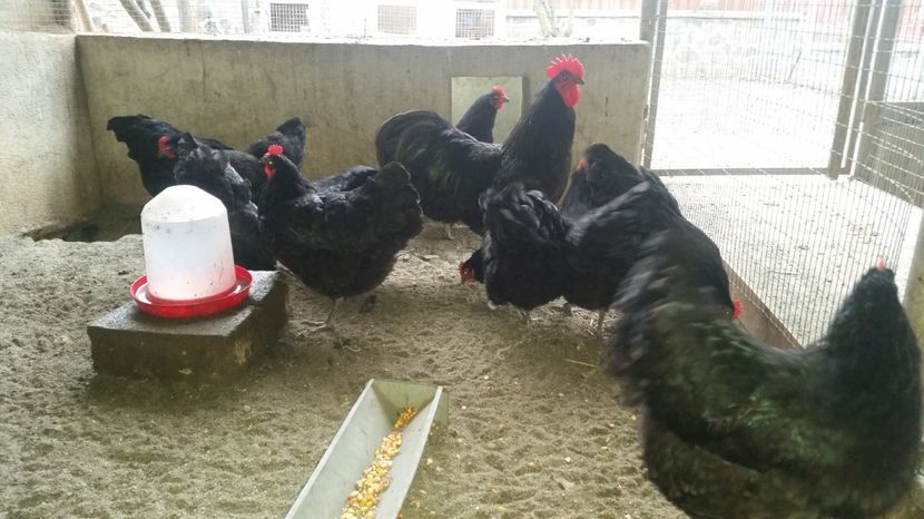  - Australorp