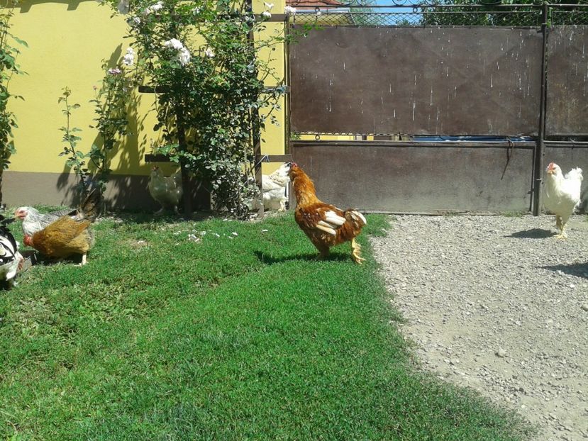  - 06 Gainet 6 august 2016