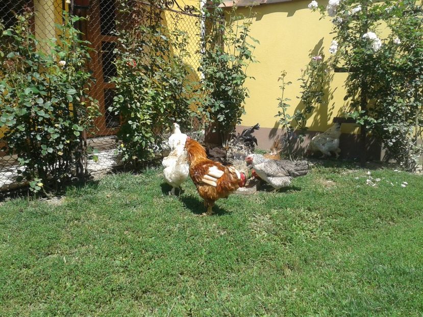  - 06 Gainet 6 august 2016