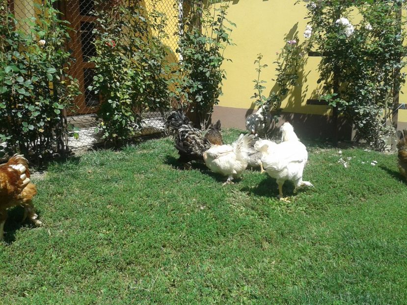  - 06 Gainet 6 august 2016