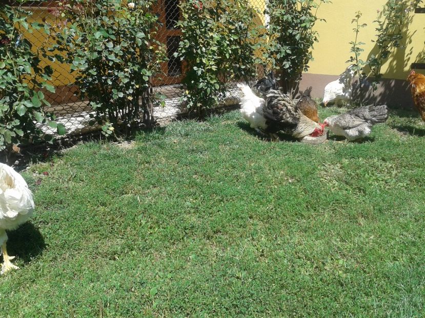  - 06 Gainet 6 august 2016