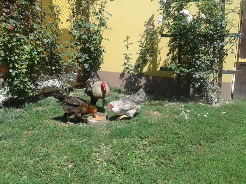  - 06 Gainet 6 august 2016