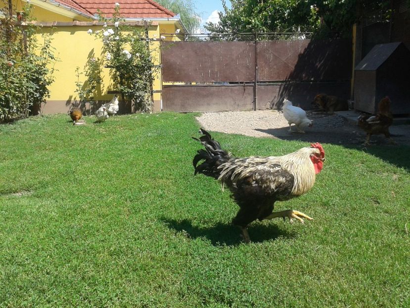  - 06 Gainet 6 august 2016