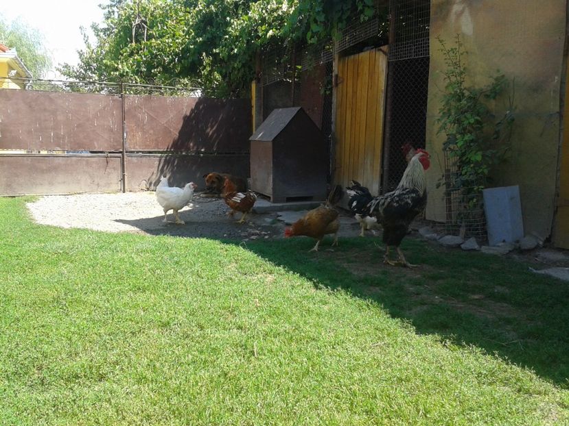  - 06 Gainet 6 august 2016