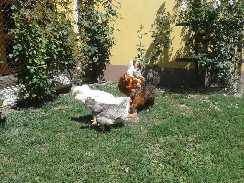  - 06 Gainet 6 august 2016